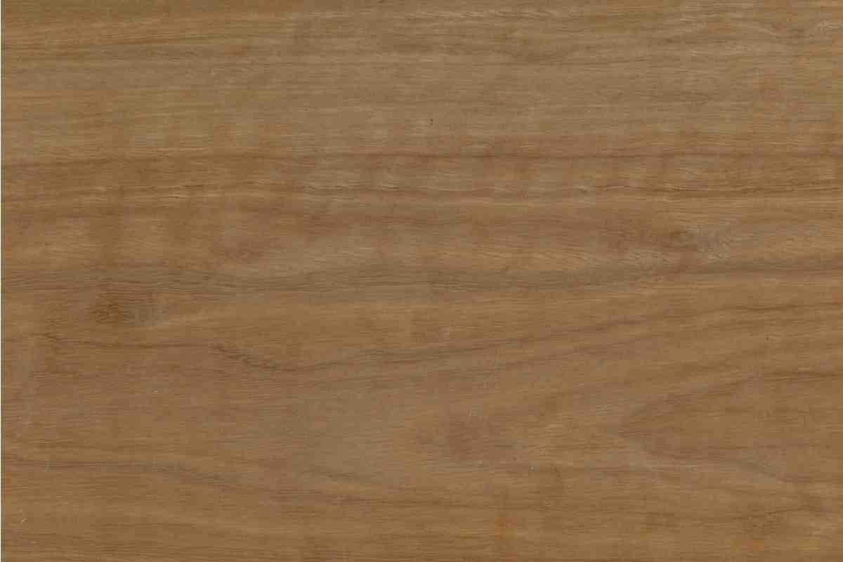 Spotted Gum